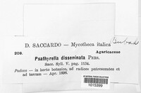 Psathyrella disseminata image